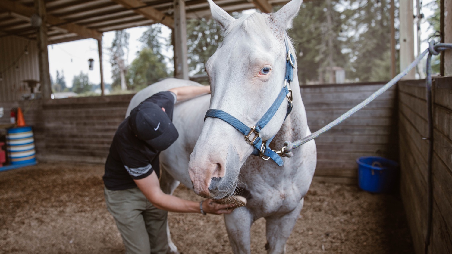 Equine Therapy for Foster Youth